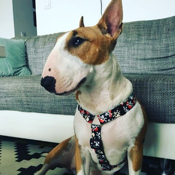 Harness for Dog, Model Pirates Guard Harness, black extras