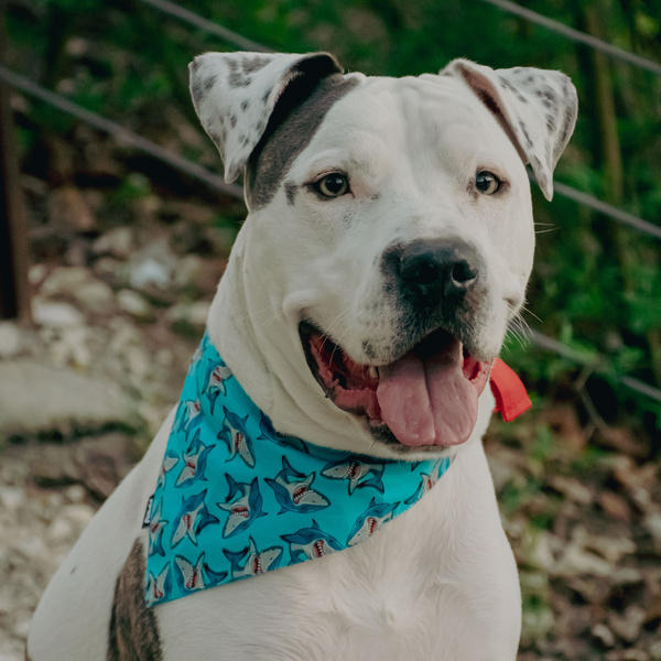 Premium Dog Bandana Sharks handkerchief style to tie around your pet’s neck