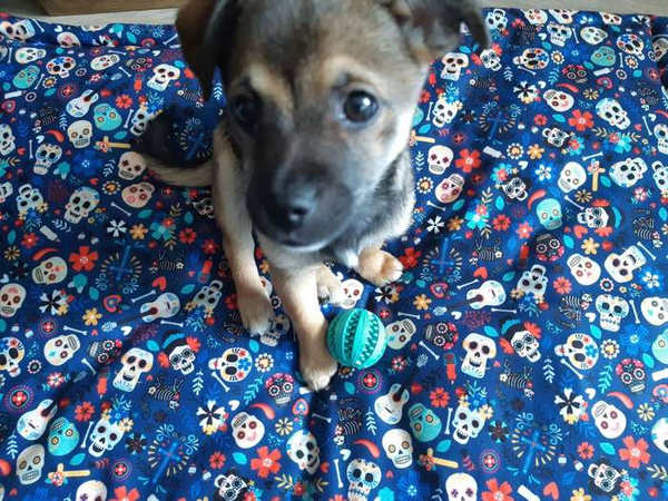 Koc dla psa Día de los Muertos mata, pled polar Minky