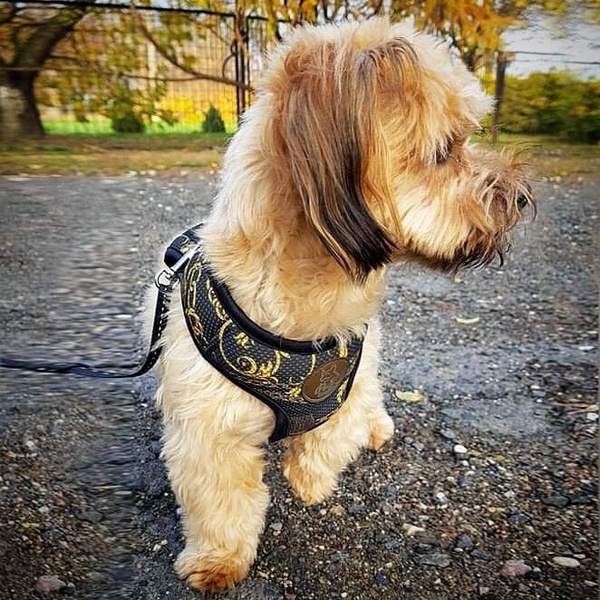 Dog Harness Donatella, Always Feeling Cool, Super Soft Psiakrew