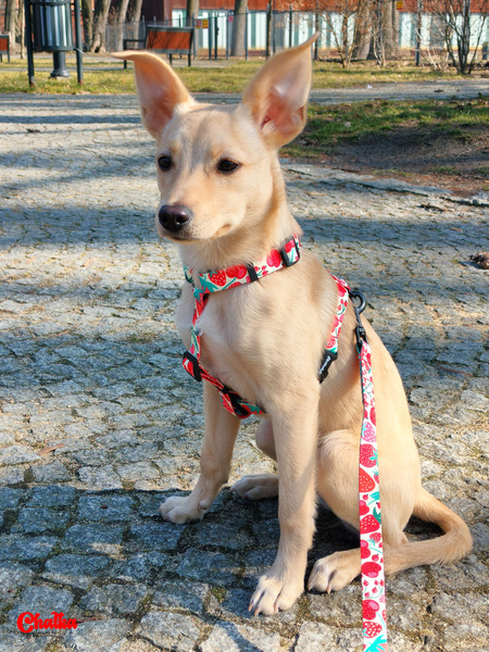 Guard Harness for Dog Fruit Jelly Psiakrew, black extras