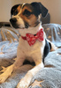 Christmas Dog Bow Tie Snowflake, Pet Bow Tie, Bowtie, Collar Attachment