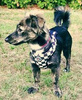 Dog Harness, Always Feeling Cool, Super Soft Psiakrew Checker
