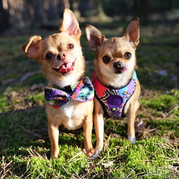 Dog Bow Tie Crazy Leopard, Pet Bow Tie, Bowtie Collar Attachment, Dog accessories, Pet Neckwear
