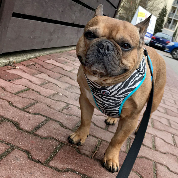 Dog Harness Zebra, Animal print, Always Feeling Cool, Super Soft Psiakrew