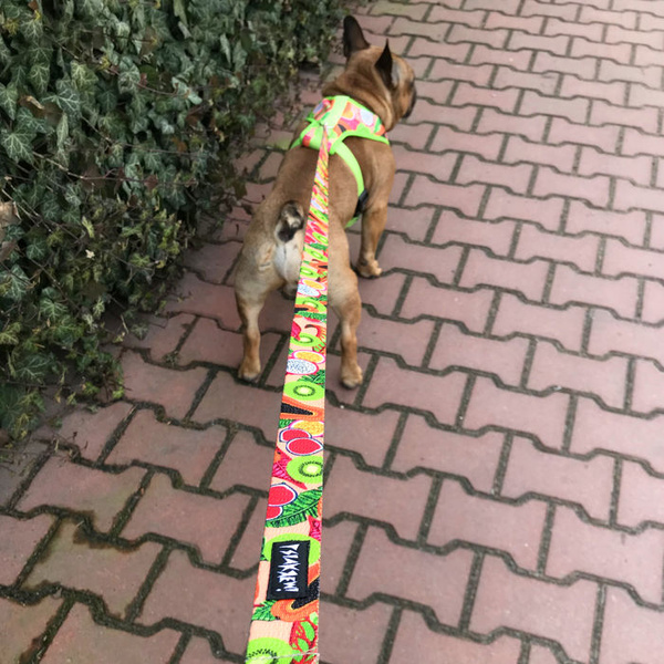 Dog Harness Tutti Frutti, Always Feeling Cool, Super Soft Psiakrew, fruity pattern