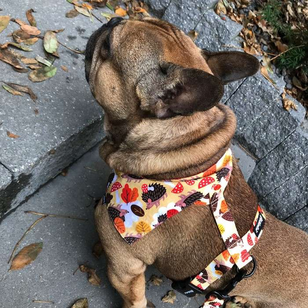 Hundegeschirr - Träumer Igel - Wachgeschirr, für mittlere und große Hunde, schwarze Beschläge