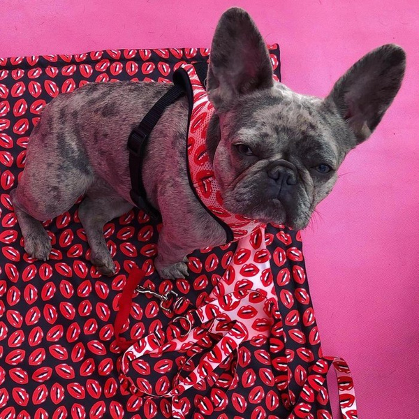 Dog Harness Lipstick Pink, Always Feeling Cool, Super Soft Psiakrew