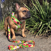 Dog Harness Tutti Frutti, Always Feeling Cool, Super Soft Psiakrew, fruity pattern