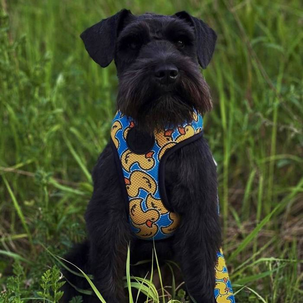 Dog Harness Ducky Duck, Always Feeling Cool, Super Soft Psiakrew