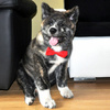 Dog Bow Tie Amor