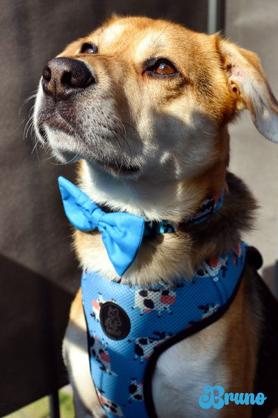 Dog Bow Tie Azure, Pet Bow Tie, Bowtie, Collar Attachment