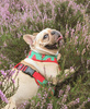 Dog Harness, Always Feeling Cool, Super Soft Psiakrew Watermelon