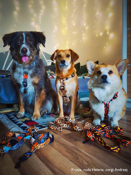 Hundegeschirr, Tarzan Psiakrew, mittlere und größere Hunde, 2,5 cm Gurtband, schwarze Beschläge