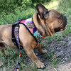 Dog Harness Crazy Leopard, Always Feeling Cool, Super Soft Psiakrew