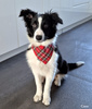 Dog Bandana Tartan handkerchief style to tie around your pet’s neck
