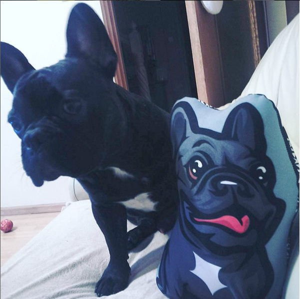 Decorative Dog Pillow Cushion French Bulldog black cuddly mascot