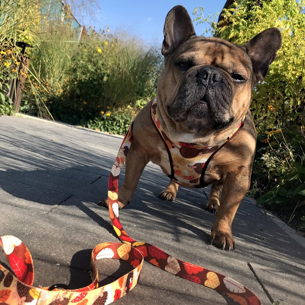 Hundegeschirr- Träumer Igel- druckfrei Komfortabel Ultraweiches Psiakrew