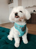 Dog Harness Sharks, Always Feeling Cool, Super Soft Psiakrew