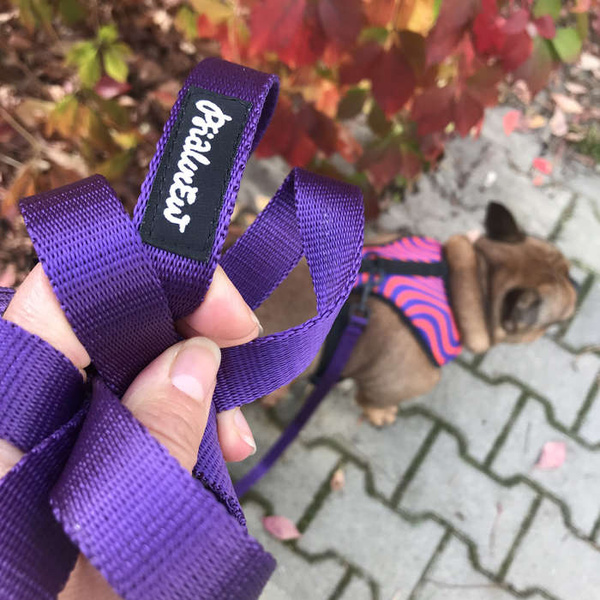 Purple Dog Leash width 2 cm 0.78 ", black extras