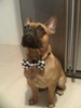 Bow tie, black and white Vichy check for a dog, bow, bow tie, Psiakrew collar decoration