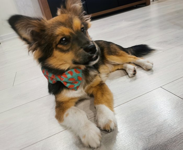 Dog Bow Tie Watermelon, Pet Bow Tie, Bowtie, Collar Attachment