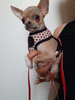 Dog Harness Dotty Dots, Always Feeling Cool, Super Soft Psiakrew