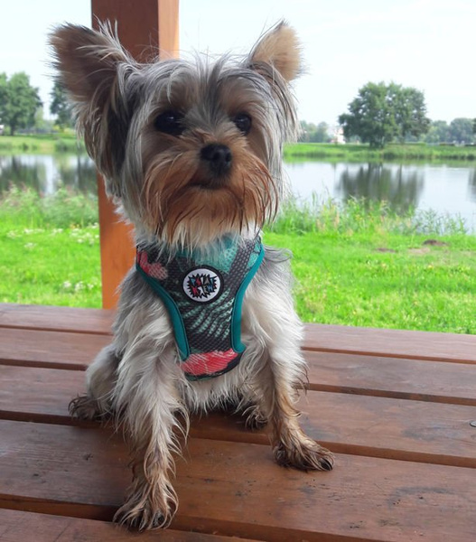 Dog Harness, Always Feeling Cool, Super Soft Psiakrew Tropical Monstera