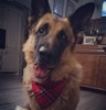 Dog Bandana Tartan handkerchief style to tie around your pet’s neck