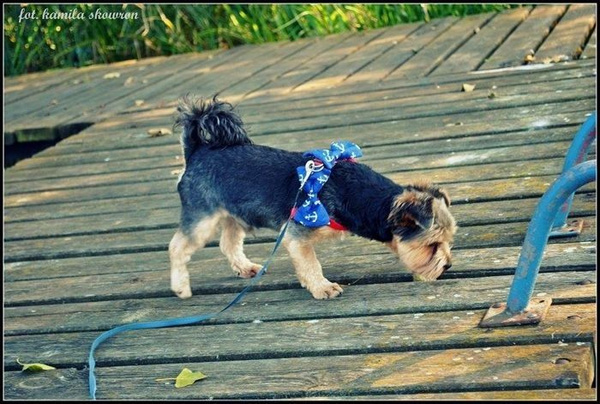 Dog Bow Tie Marinero Psiakrew Pet Bow Tie, Bowtie, Collar Attachment