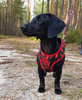 Dog Harness Red Hot Chili, Always Feeling Cool, Super Soft Psiakrew 
