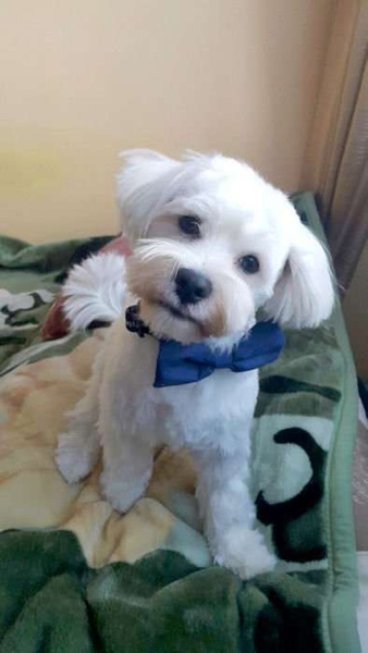 Dog Bow Tie Bobi
