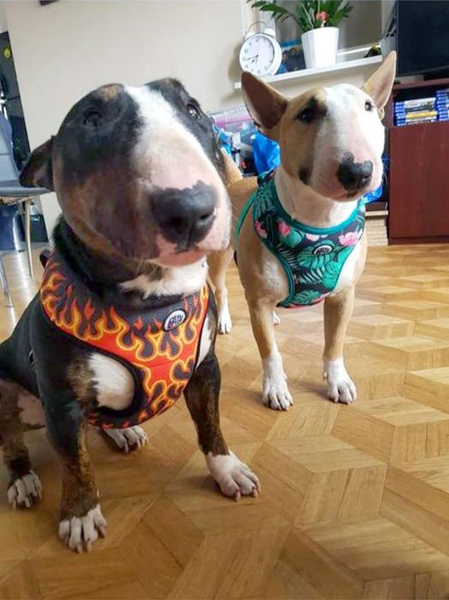 Szelki dla Psa Płomienie, Oddychające Bezuciskowe Wygodne Ultramiękkie Psiakrew Dog On Fire