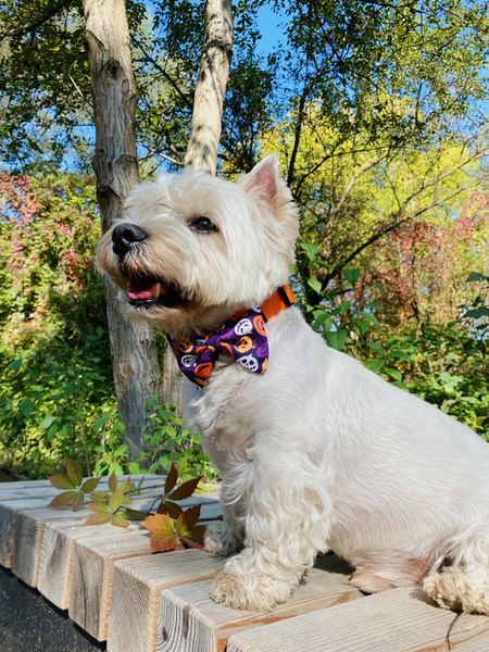 Halloween Dog Bow Tie Cat Pet, Terrible Pumpkin, Psiakrew