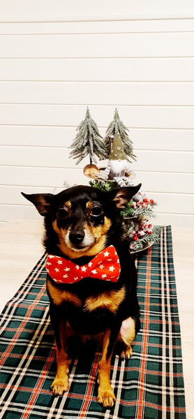 Dog Bow Tie, gift for dog, Pet Bow Tie, Bowtie, Collar Attachment red, white stars