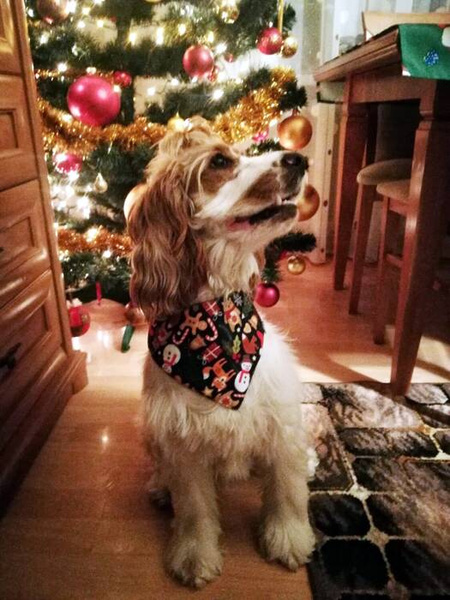 Premium Dog Bandana Winter is coming handkerchief style to tie around your pet’s neck