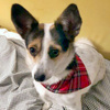 Dog Bandana Tartan handkerchief style to tie around your pet’s neck