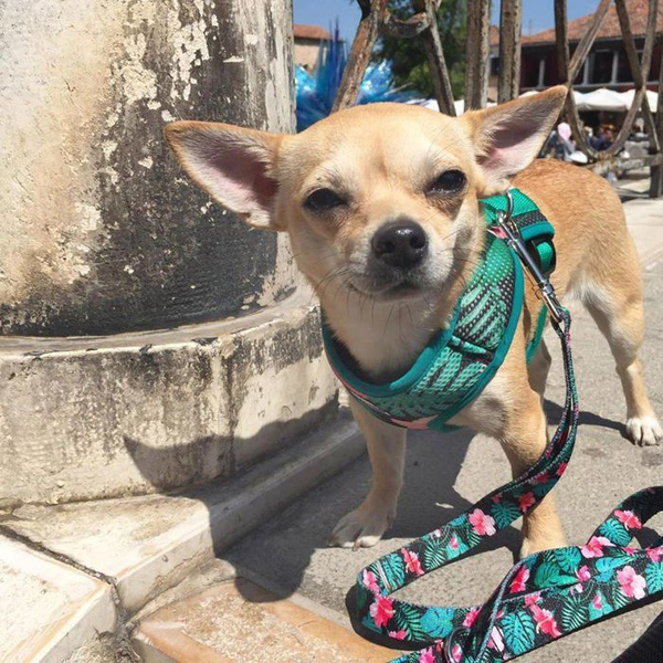 Dog Harness, Always Feeling Cool, Super Soft Psiakrew Tropical Monstera