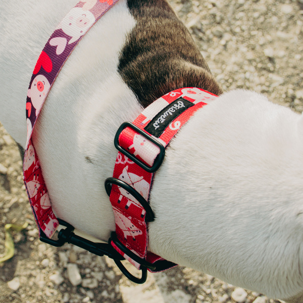Piggy in Love Psiakrew Half-Clamp-Halsband, 4 cm, für mittlere und größere Hunde