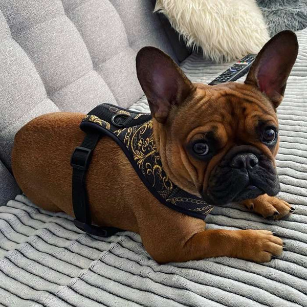 Dog Harness Donatella, Always Feeling Cool, Super Soft Psiakrew