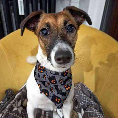 Dog Bandana Halloween handkerchief style to tie around your pet’s neck