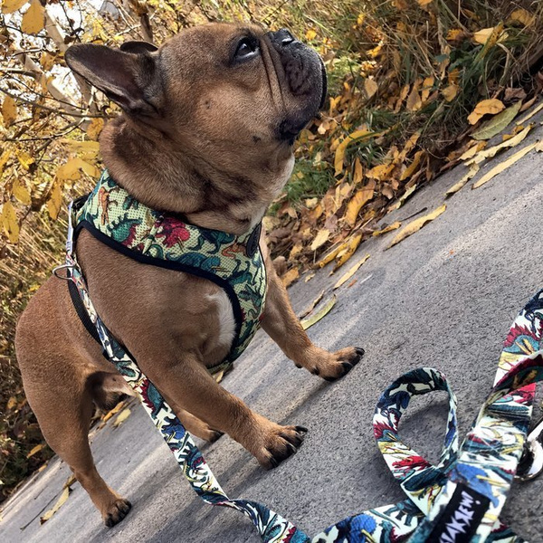 Dog Harness Jurassic Bark, Always Feeling Cool, Super Soft Psiakrew