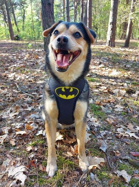 Szelki dla Psa Bat Dog bezuciskowe Wygodne Ultramiękkie Psiakrew czarne okucia