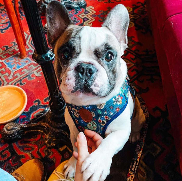 Dog Harness Día de los Muertos, Always Feeling Cool, Super Soft Psiakrew