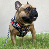 Dog Harness, Always Feeling Cool, Super Soft Psiakrew Pirates