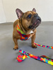 Dog Harness Kaleidoscope Psiakrew, Always Feeling Cool, Super Soft