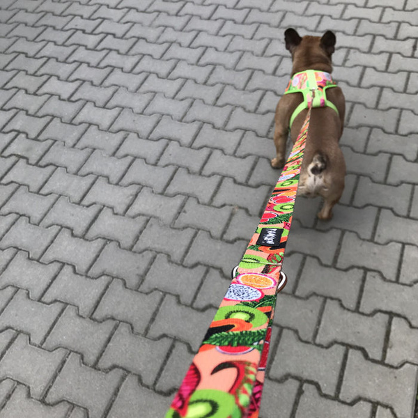 Dog Harness Tutti Frutti, Always Feeling Cool, Super Soft Psiakrew, fruity pattern