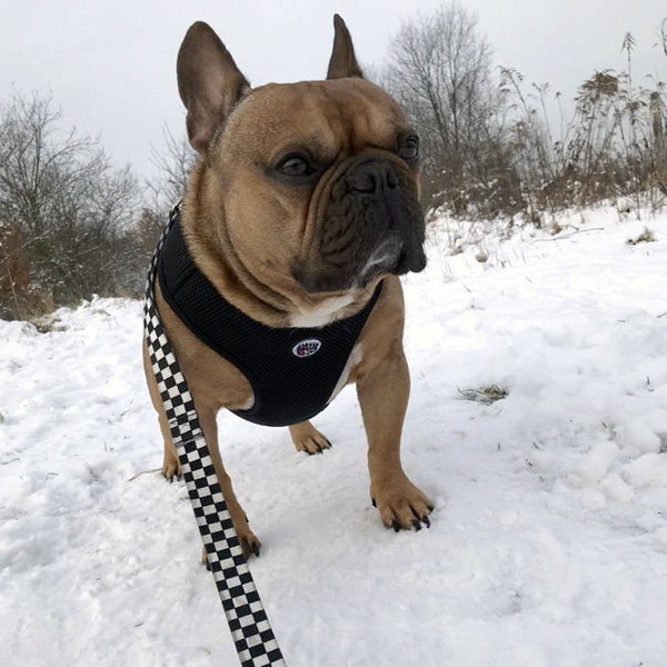 Dog Harness, Always Feeling Cool, Super Soft Psiakrew Black Mamba