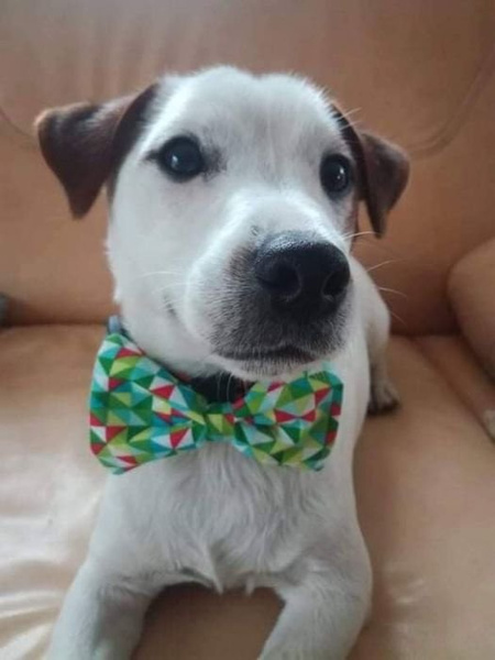 Dog Bow Tie Koko