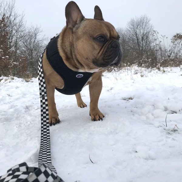 Dog Harness, Always Feeling Cool, Super Soft Psiakrew Black Mamba